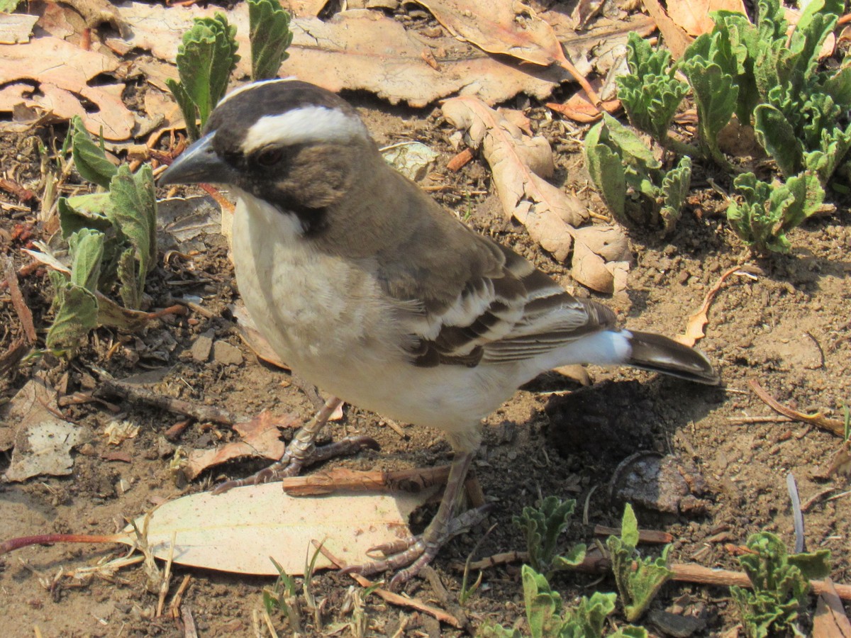 White-browed Sparrow-Weaver (White-breasted) - ML554963721