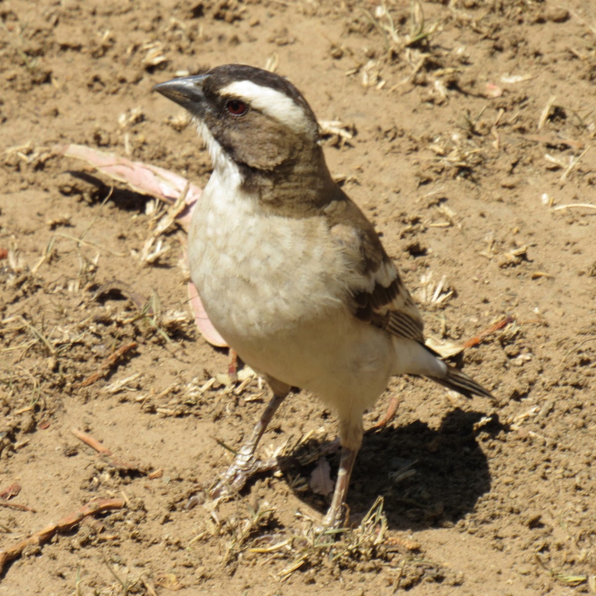 White-browed Sparrow-Weaver (White-breasted) - ML554963731