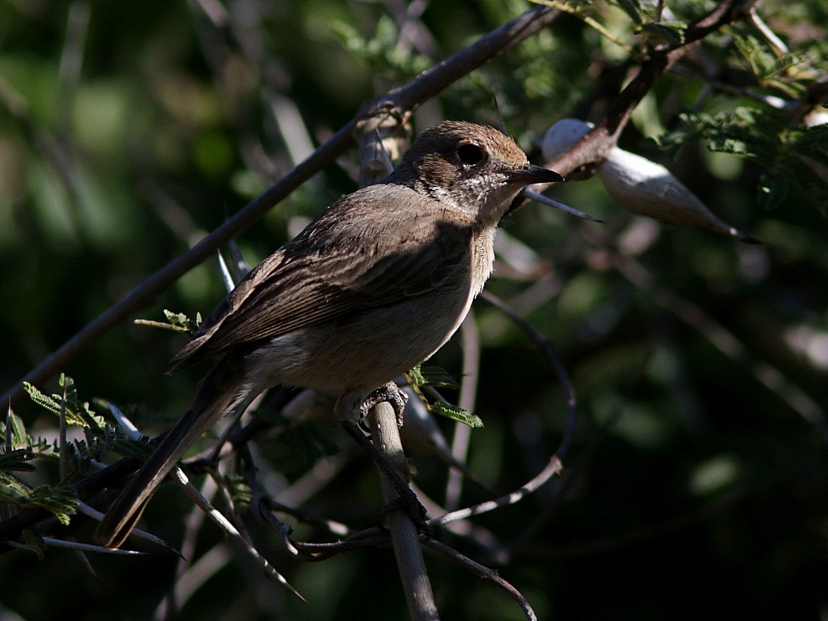 Brown-tailed Chat - ML554967851