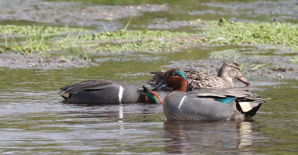 Green-winged Teal - ML554975751