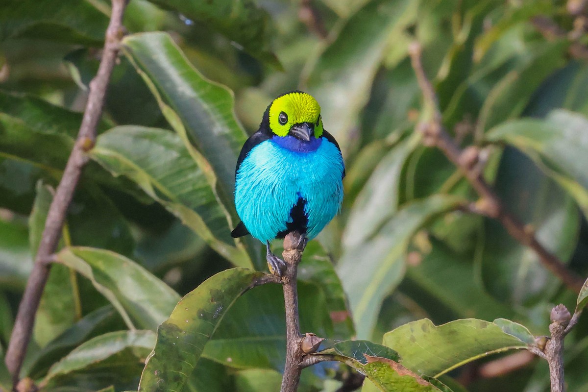 Paradise Tanager - ML554976171