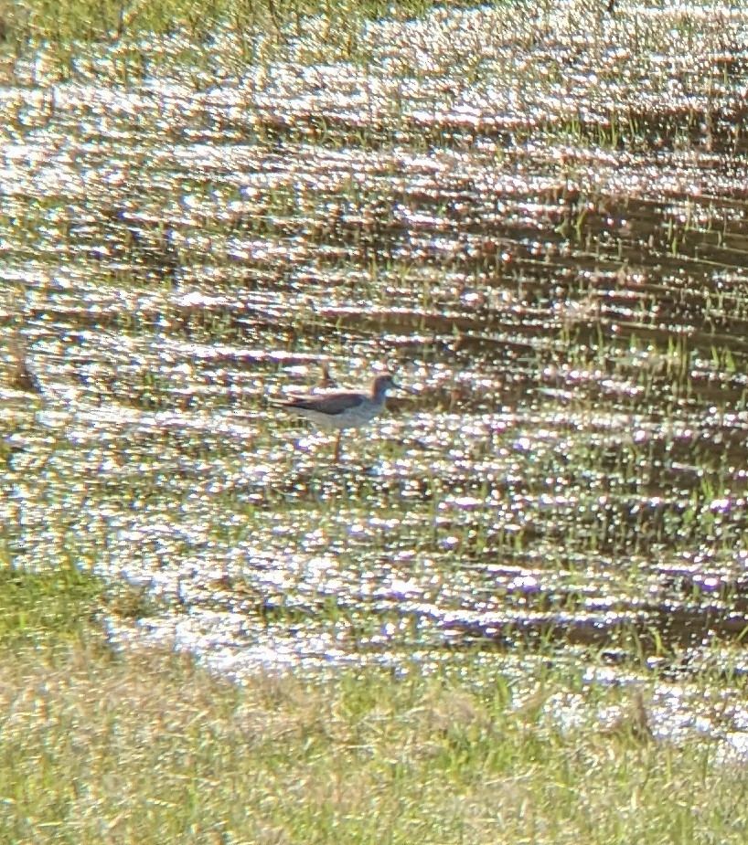 eBird Checklist 8 Apr 2023 Roadside Puddle along Fremont Center 1