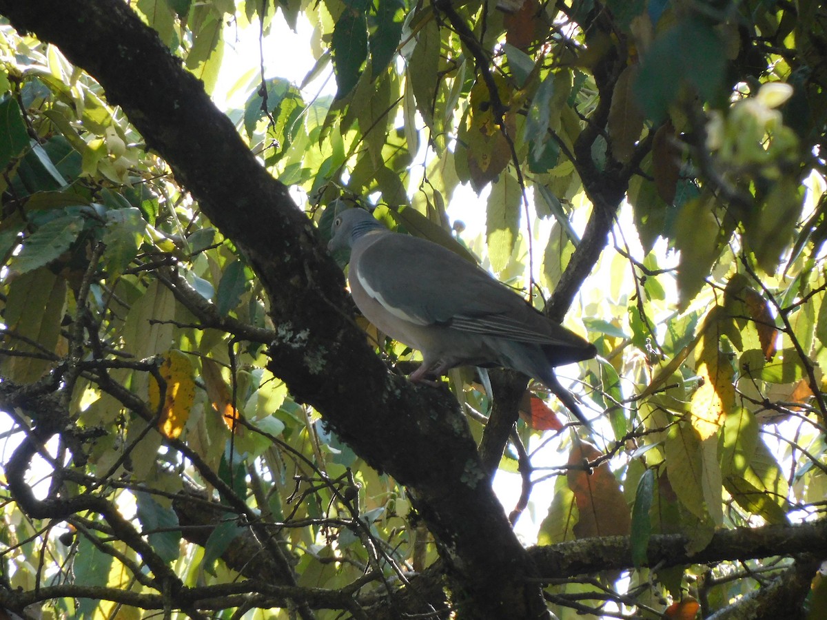 Common Wood-Pigeon - ML554980721
