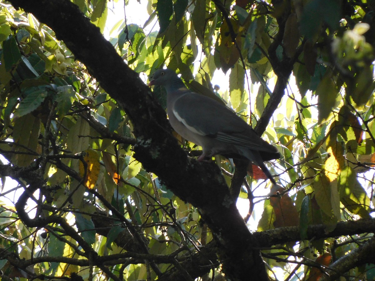 Common Wood-Pigeon - ML554980761