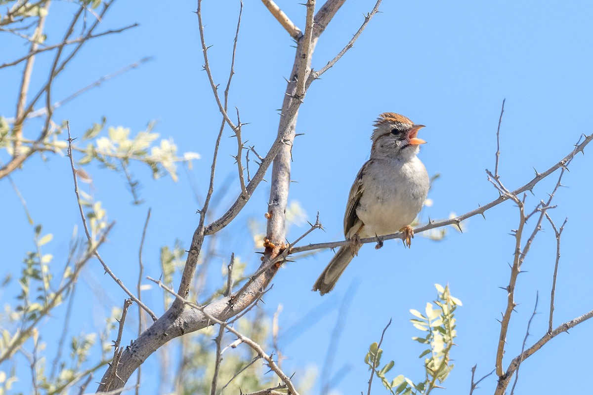 Rufous-winged Sparrow - ML554982331