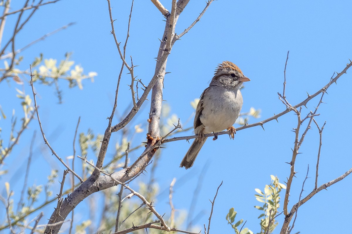 Rufous-winged Sparrow - ML554982351