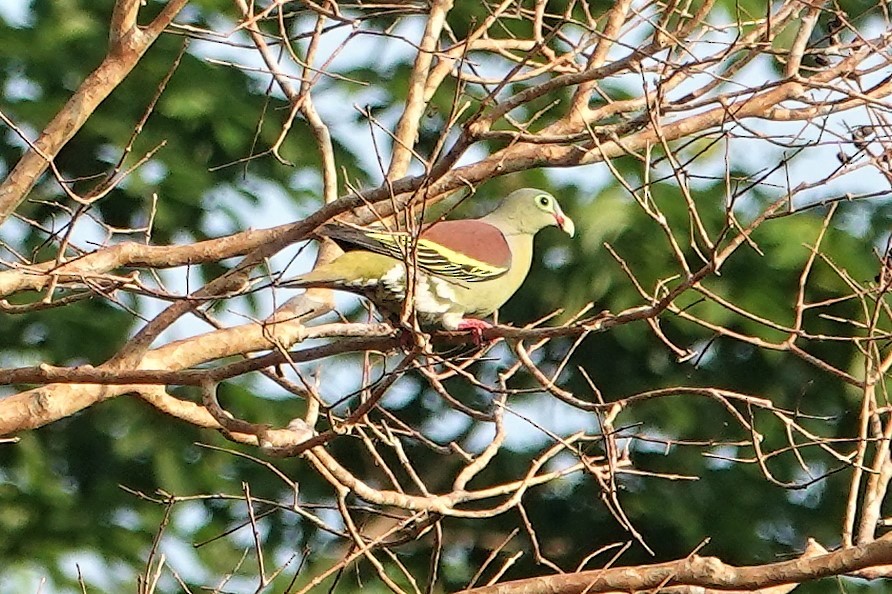 Thick-billed Green-Pigeon - ML554983801