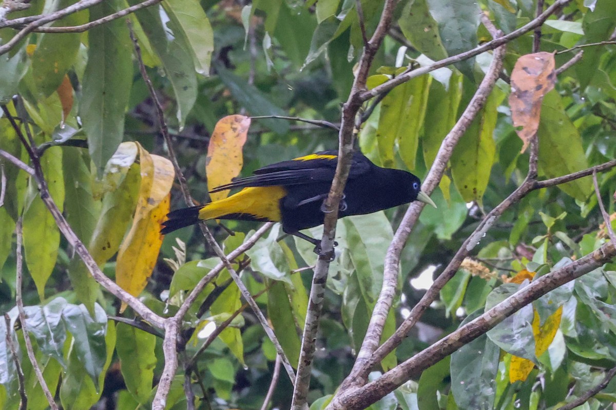 Yellow-rumped Cacique - ML554984951