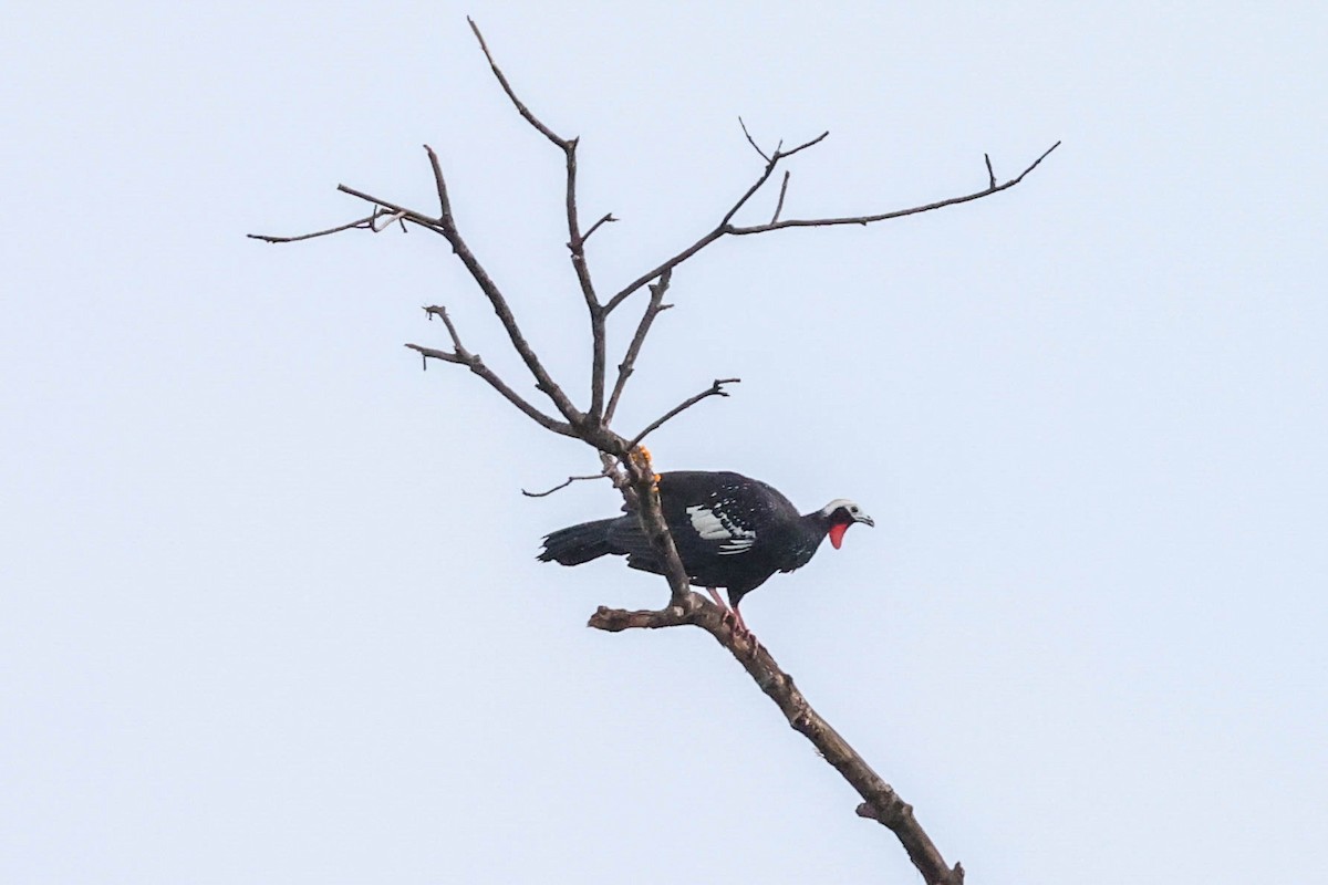 Red-throated Piping-Guan - ML554985181
