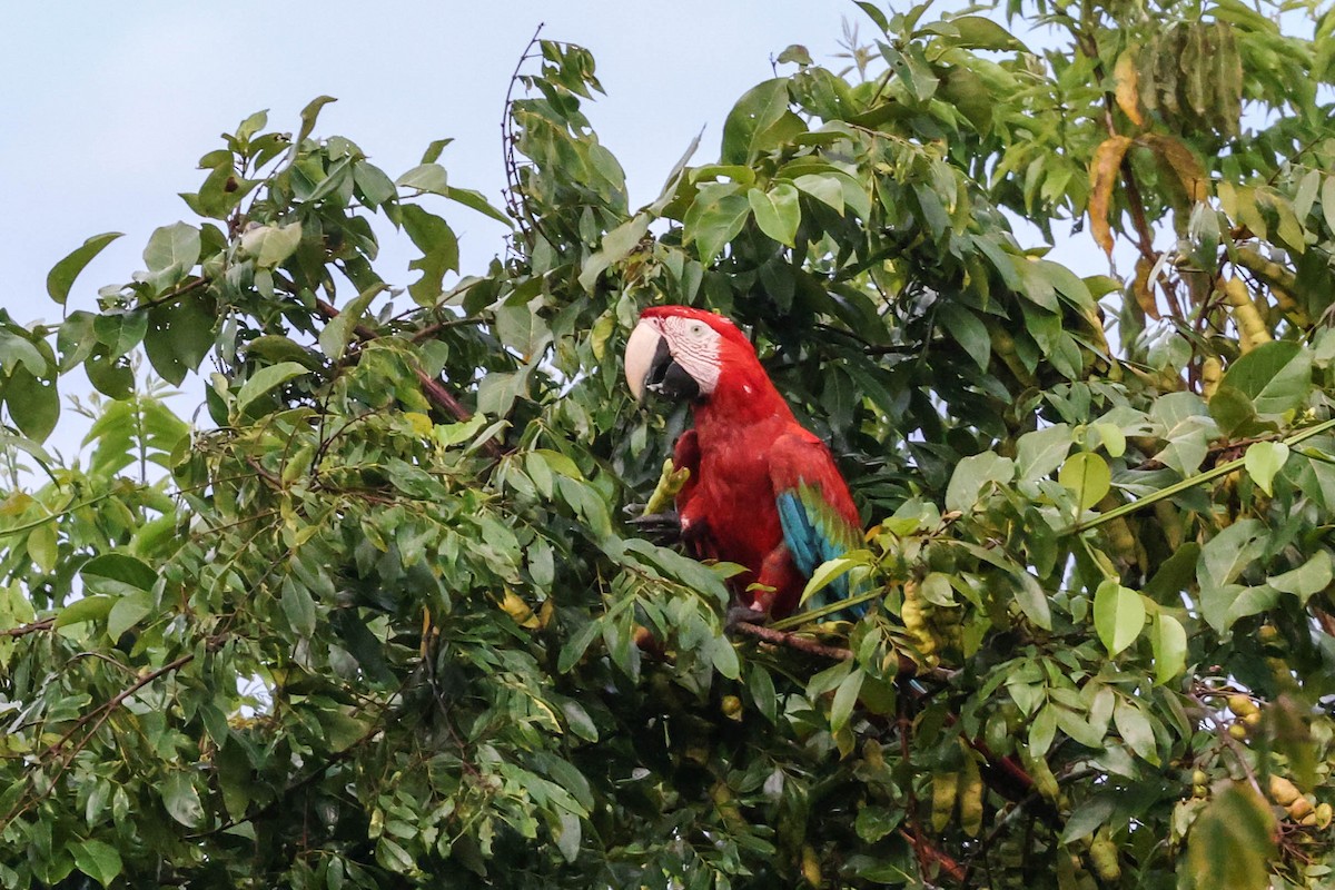 Red-and-green Macaw - ML554985841
