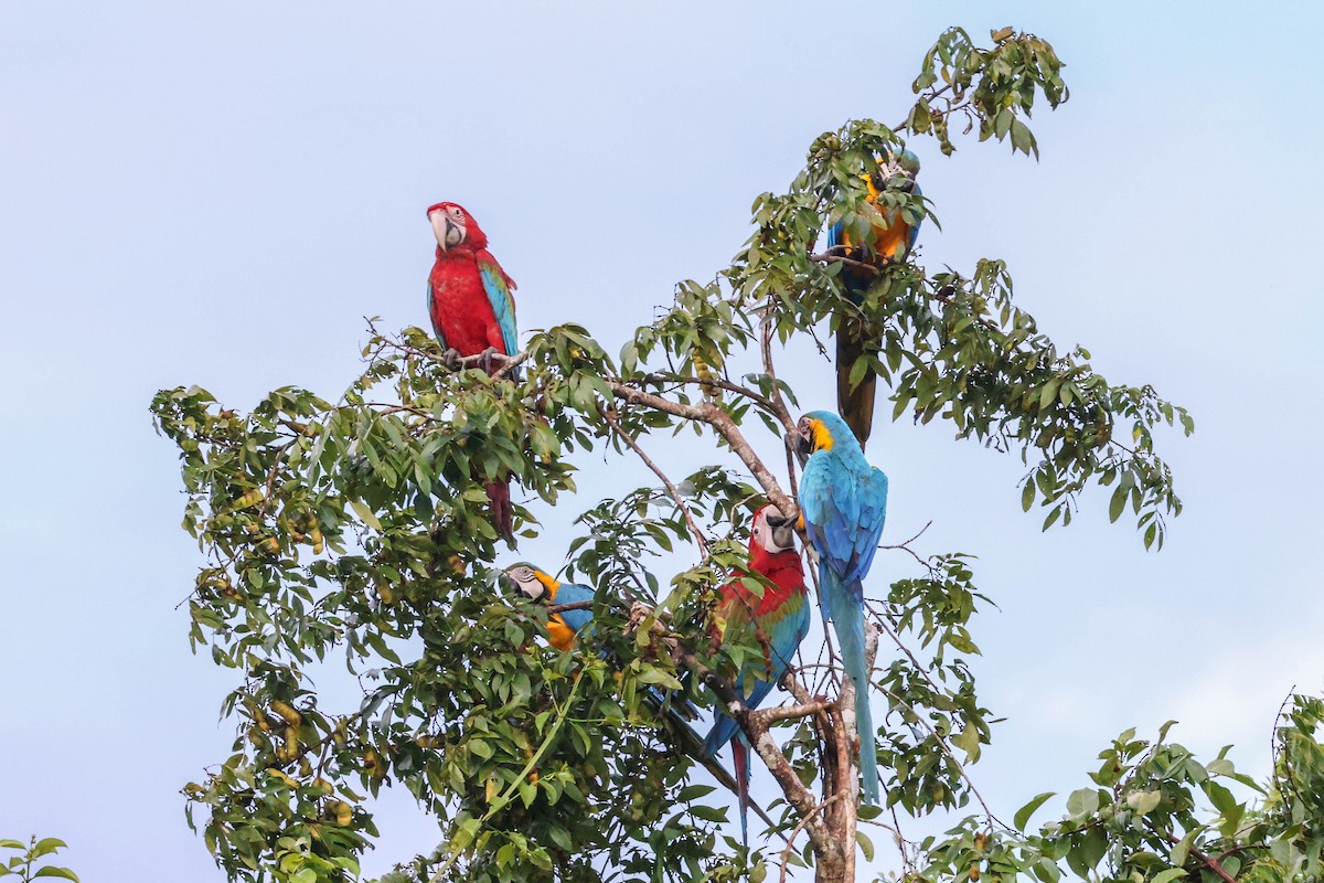 Red-and-green Macaw - ML554985851