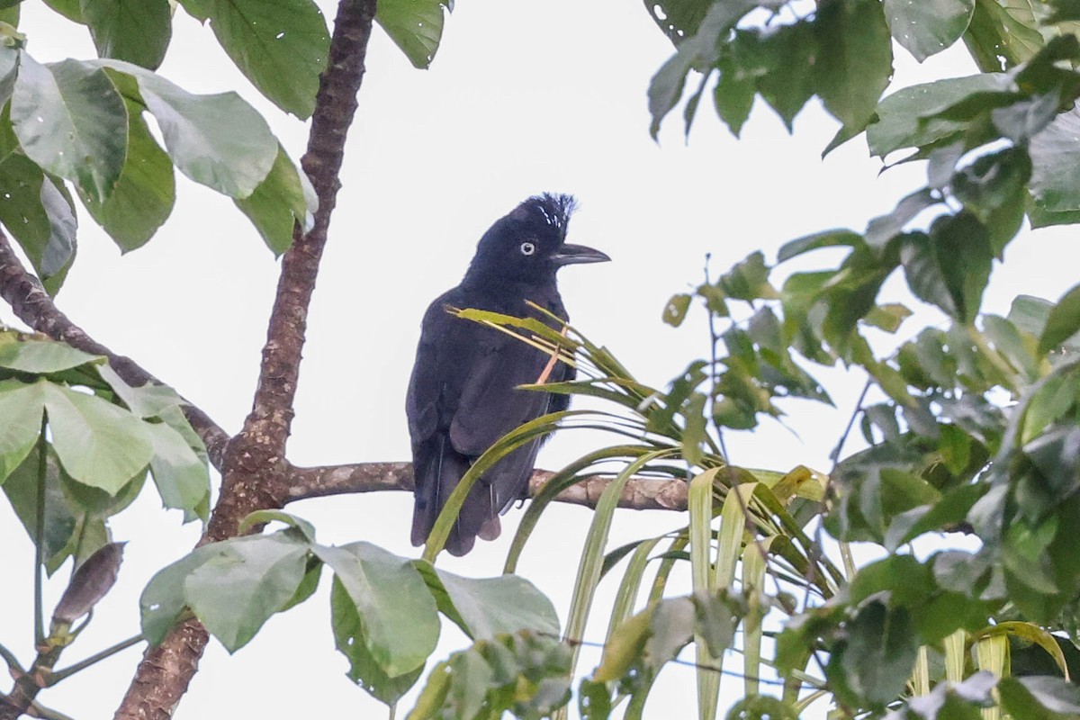 Amazonian Umbrellabird - ML554986331