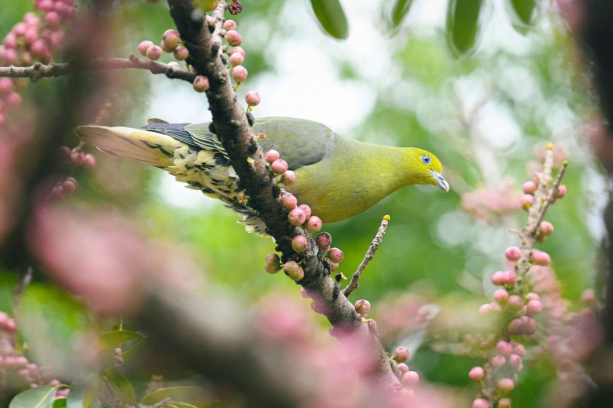White-bellied Green-Pigeon - ML554987661