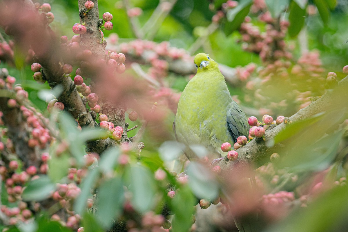 White-bellied Green-Pigeon - ML554987671