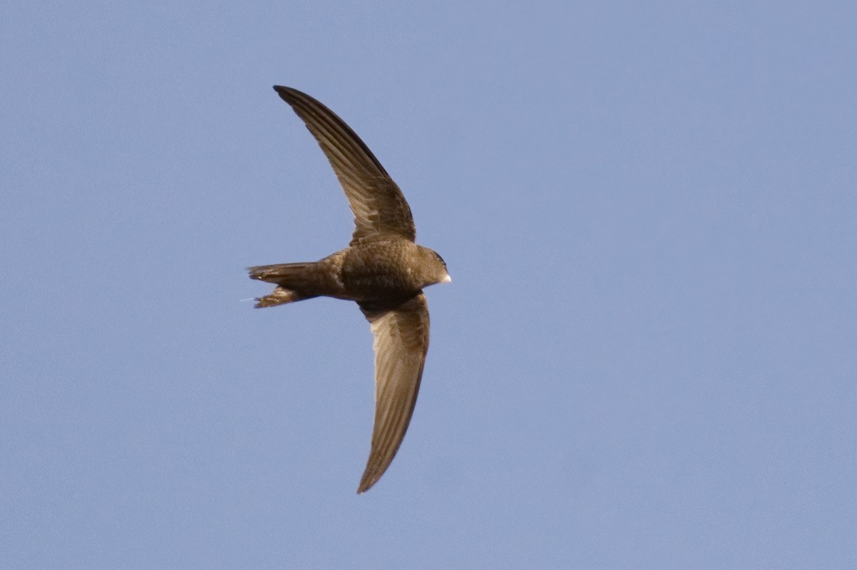 Plain Swift - ML554988571