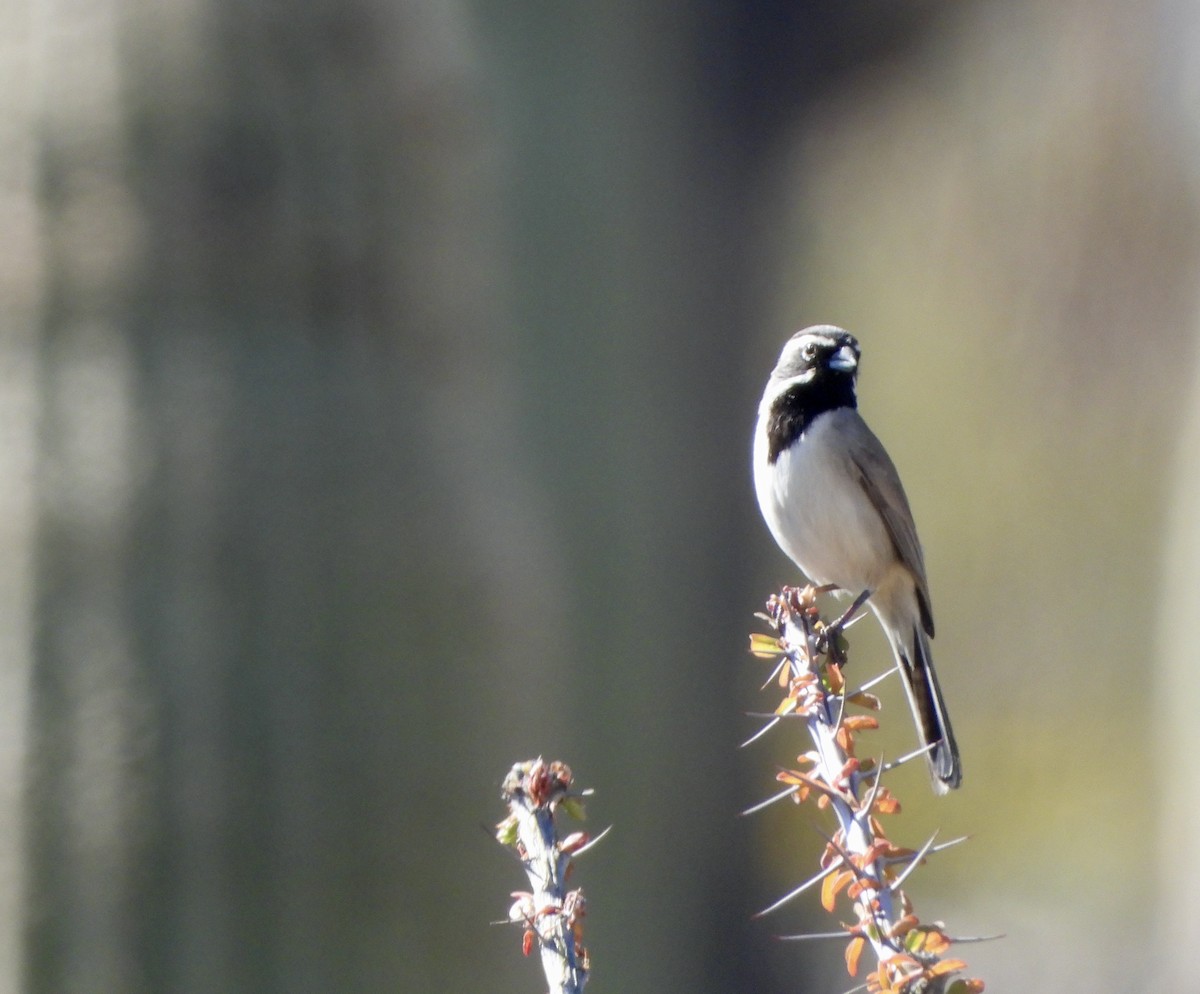 Black-throated Sparrow - ML554989311