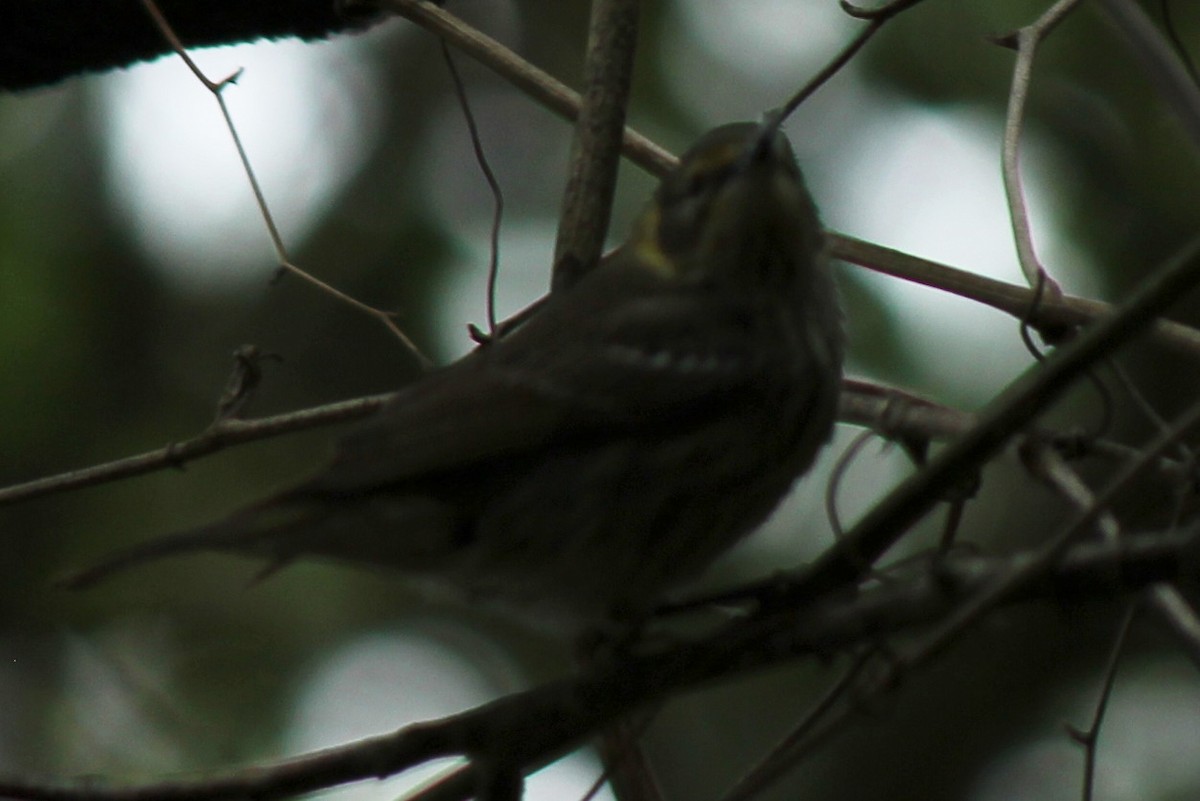 Cape May Warbler - ML55499041
