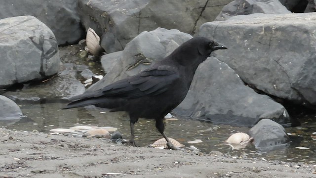 American Crow - ML554990891