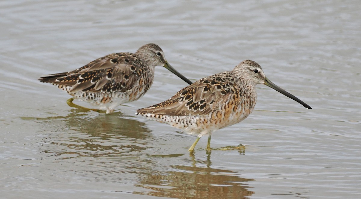 Long-billed Dowitcher - ML554991611
