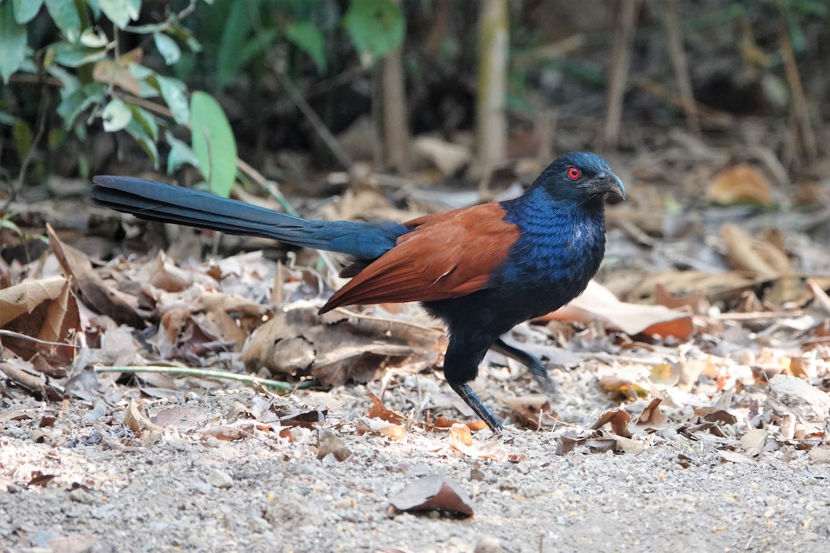 Greater Coucal - ML554994351