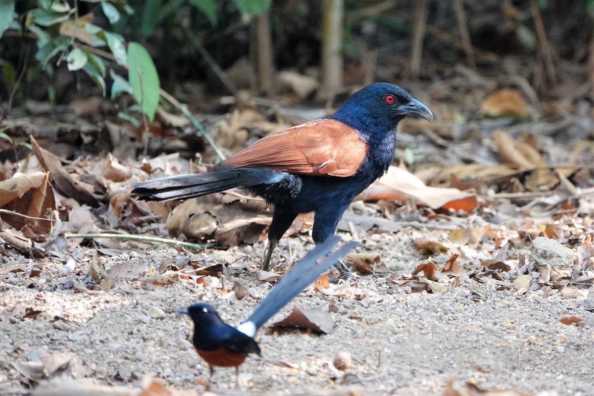 Greater Coucal - ML554994361