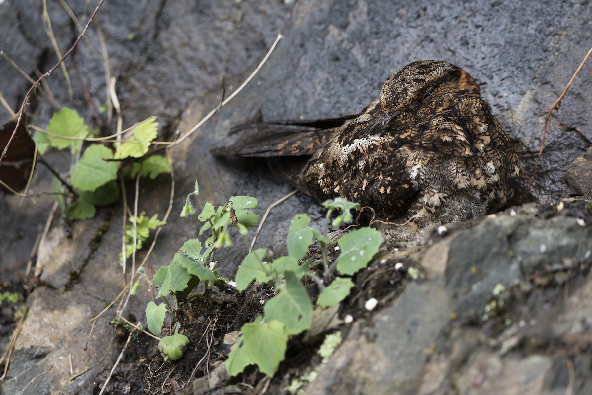 Lyre-tailed Nightjar - Daniel Restrepo (5-22 Fotografía Biodiversa)