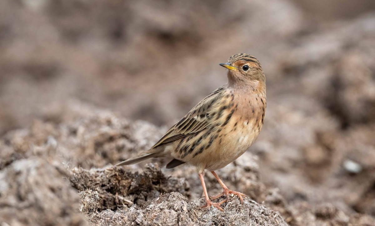 Red-throated Pipit - ML554999951