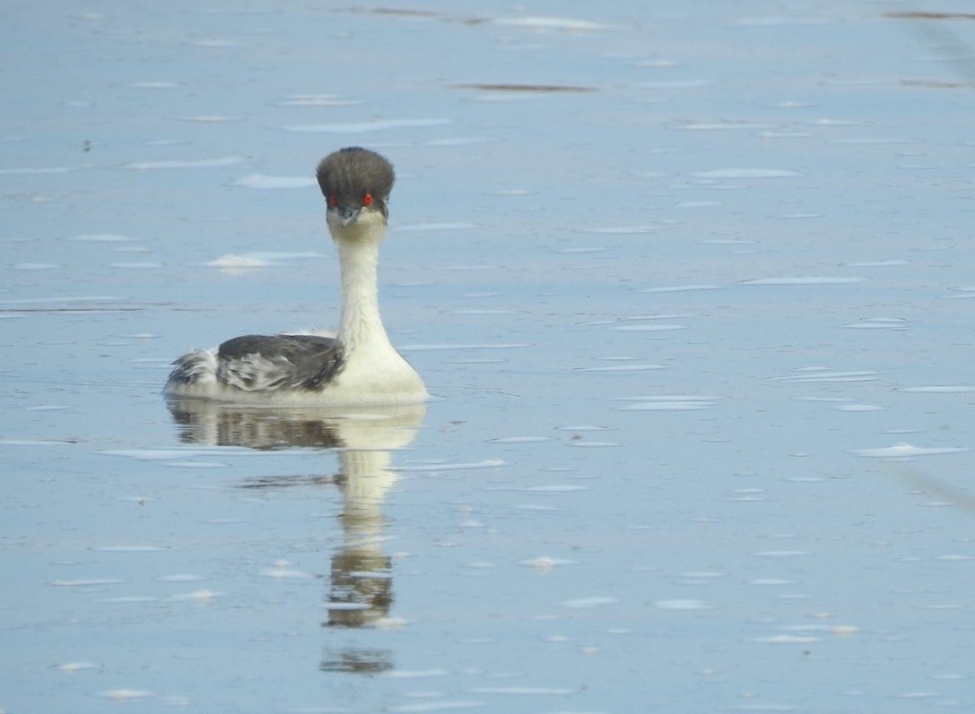Silvery Grebe (Andean) - ML55500061
