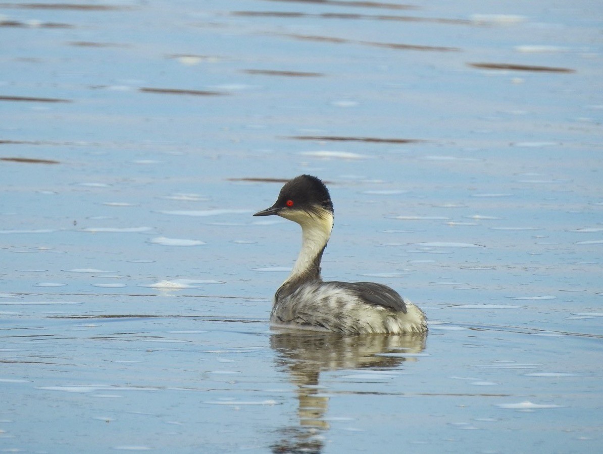 Silvery Grebe (Andean) - ML55500071