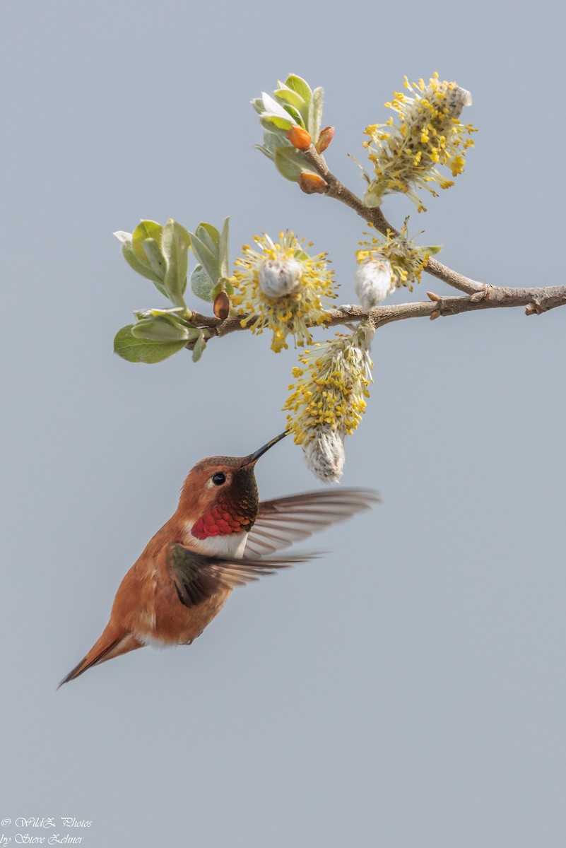 Rufous Hummingbird - ML555004011