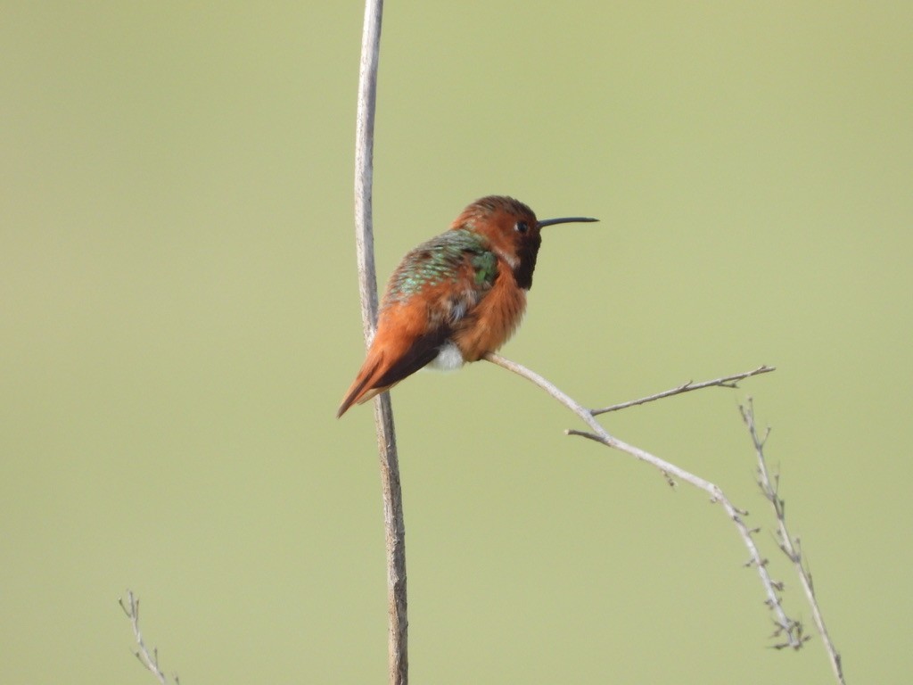 Allen's Hummingbird - ML555004351