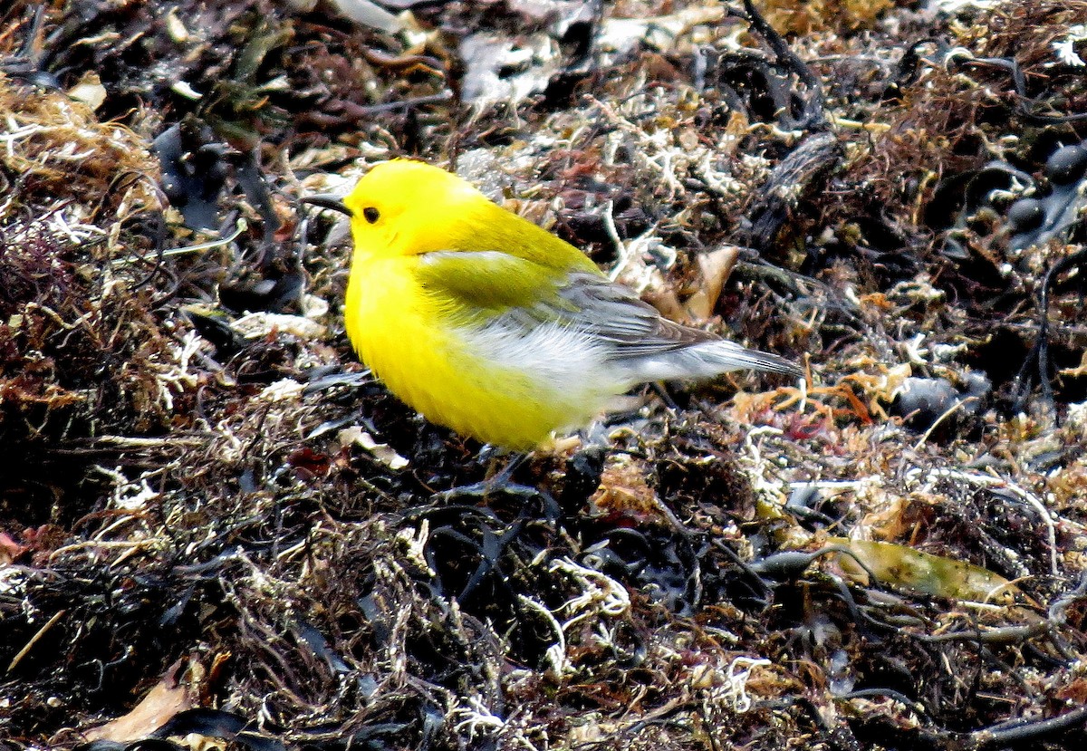 Prothonotary Warbler - ML55500461