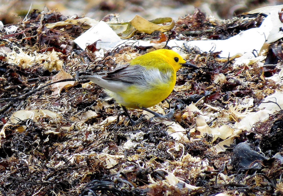 Prothonotary Warbler - ML55500541