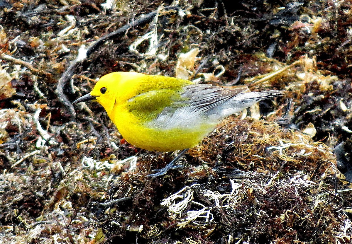 Prothonotary Warbler - ML55500631