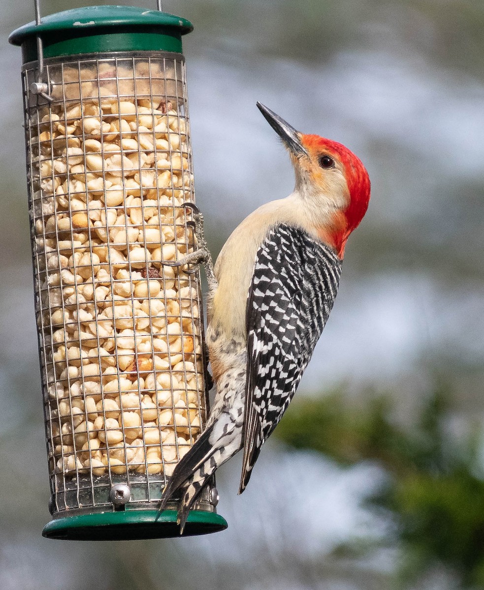 Red-bellied Woodpecker - ML555013371