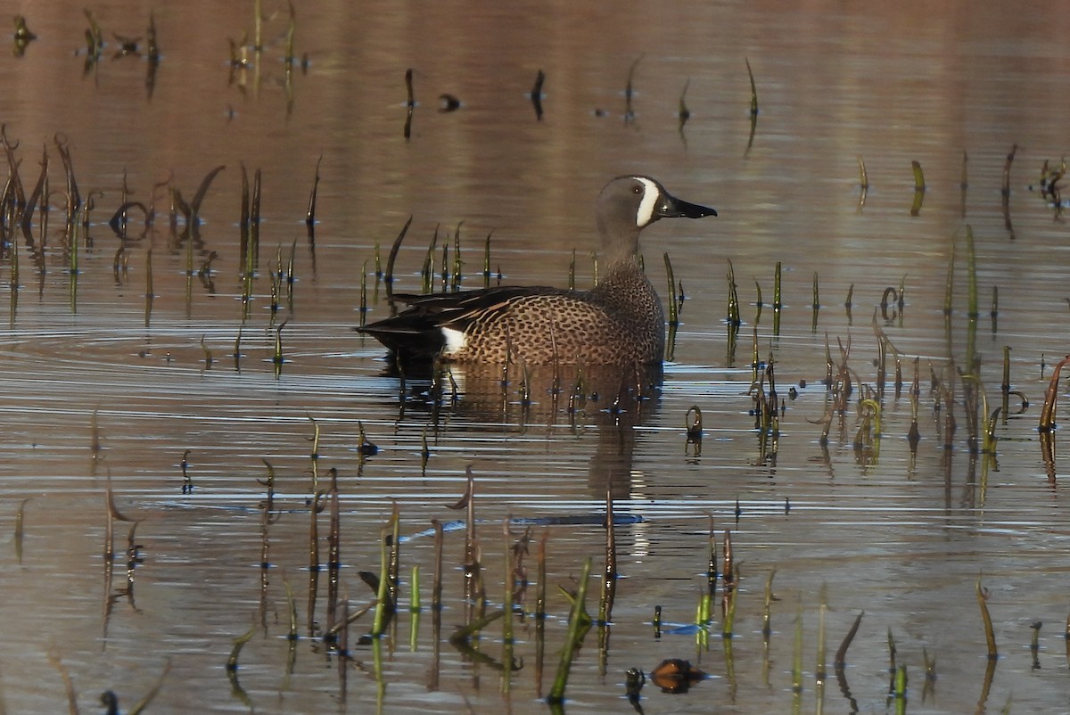 Blue-winged Teal - ML555018051