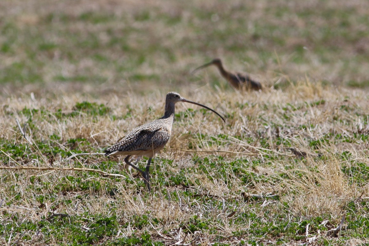 Long-billed Curlew - ML555018961