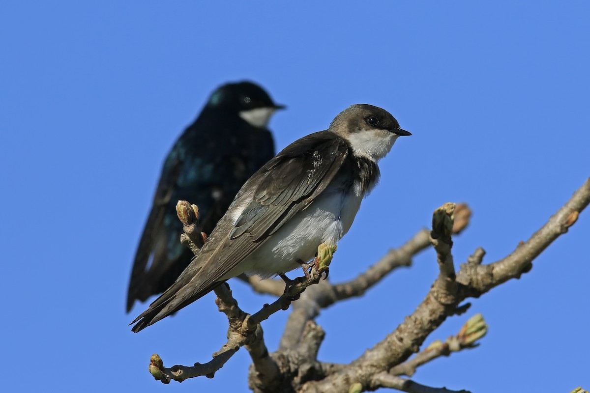 Tree Swallow - Don Blecha