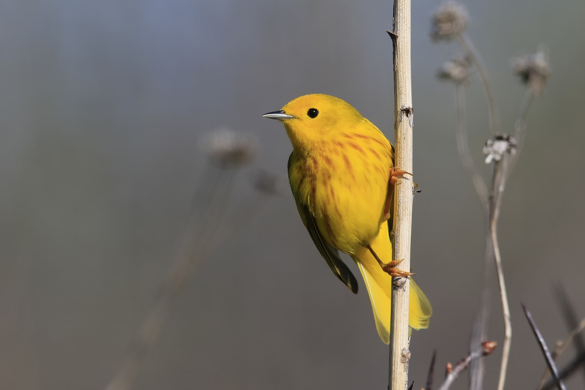 Yellow Warbler - Don Blecha