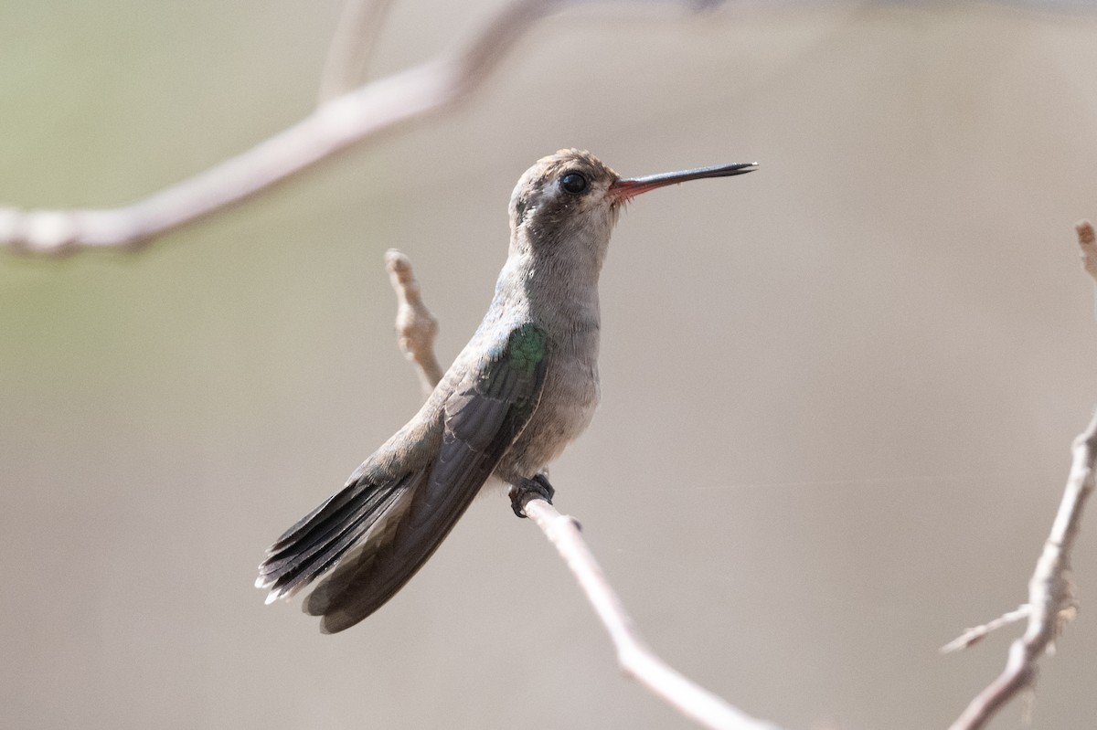 kolibřík aztécký - ML555028311
