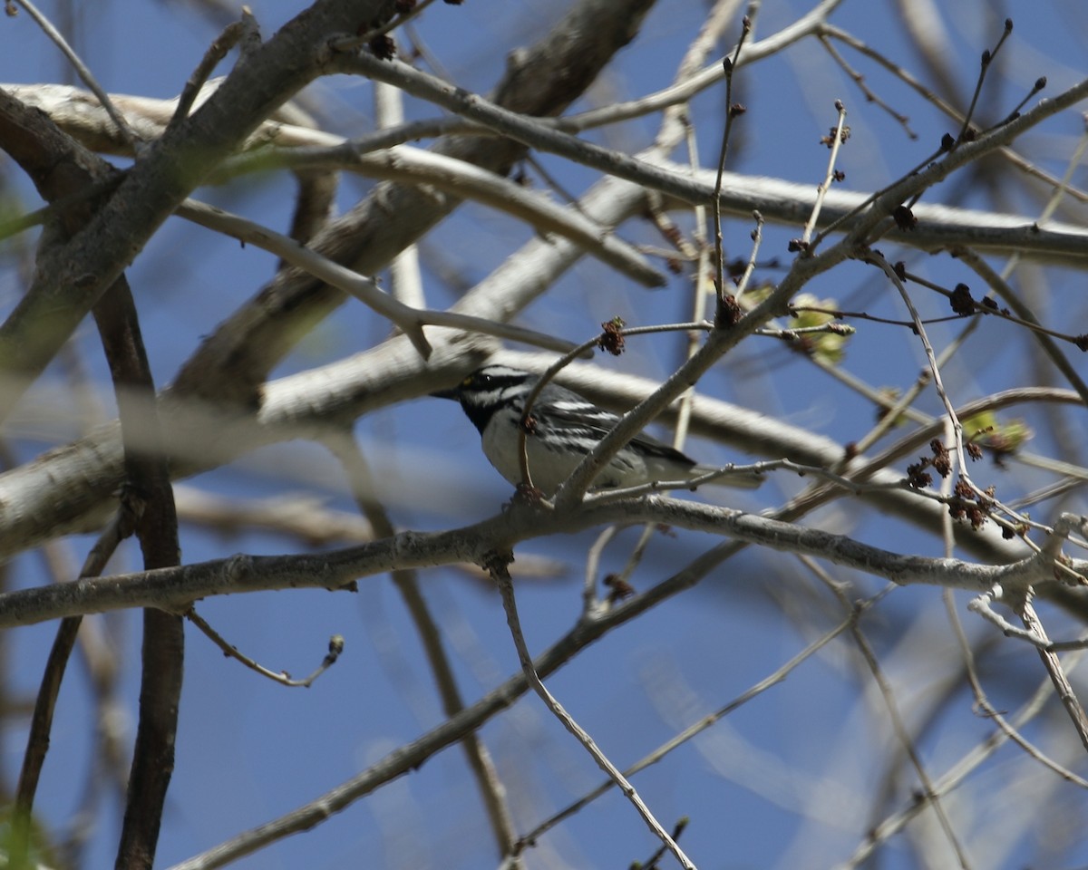 Black-throated Gray Warbler - ML555028541