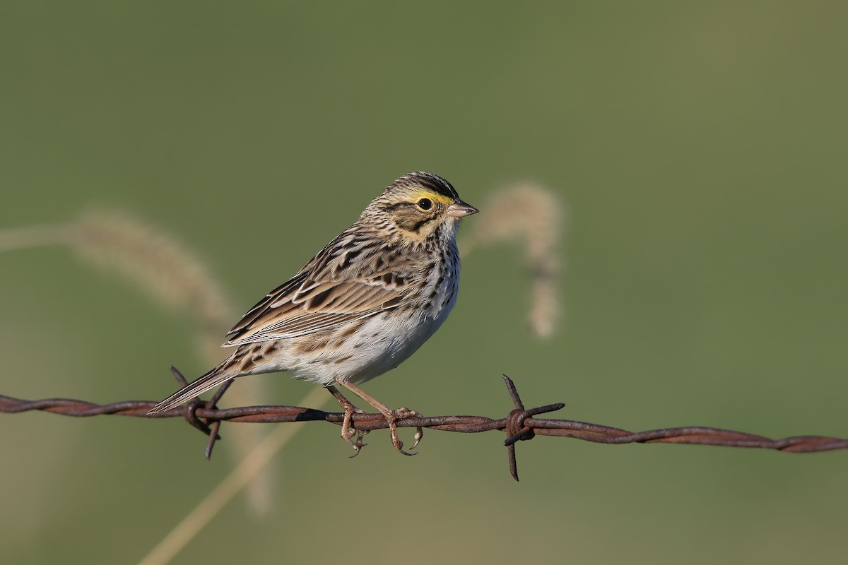 Savannah Sparrow - Don Blecha