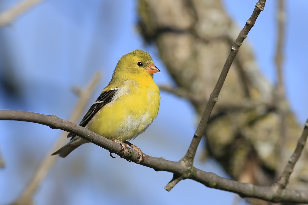 American Goldfinch - Don Blecha