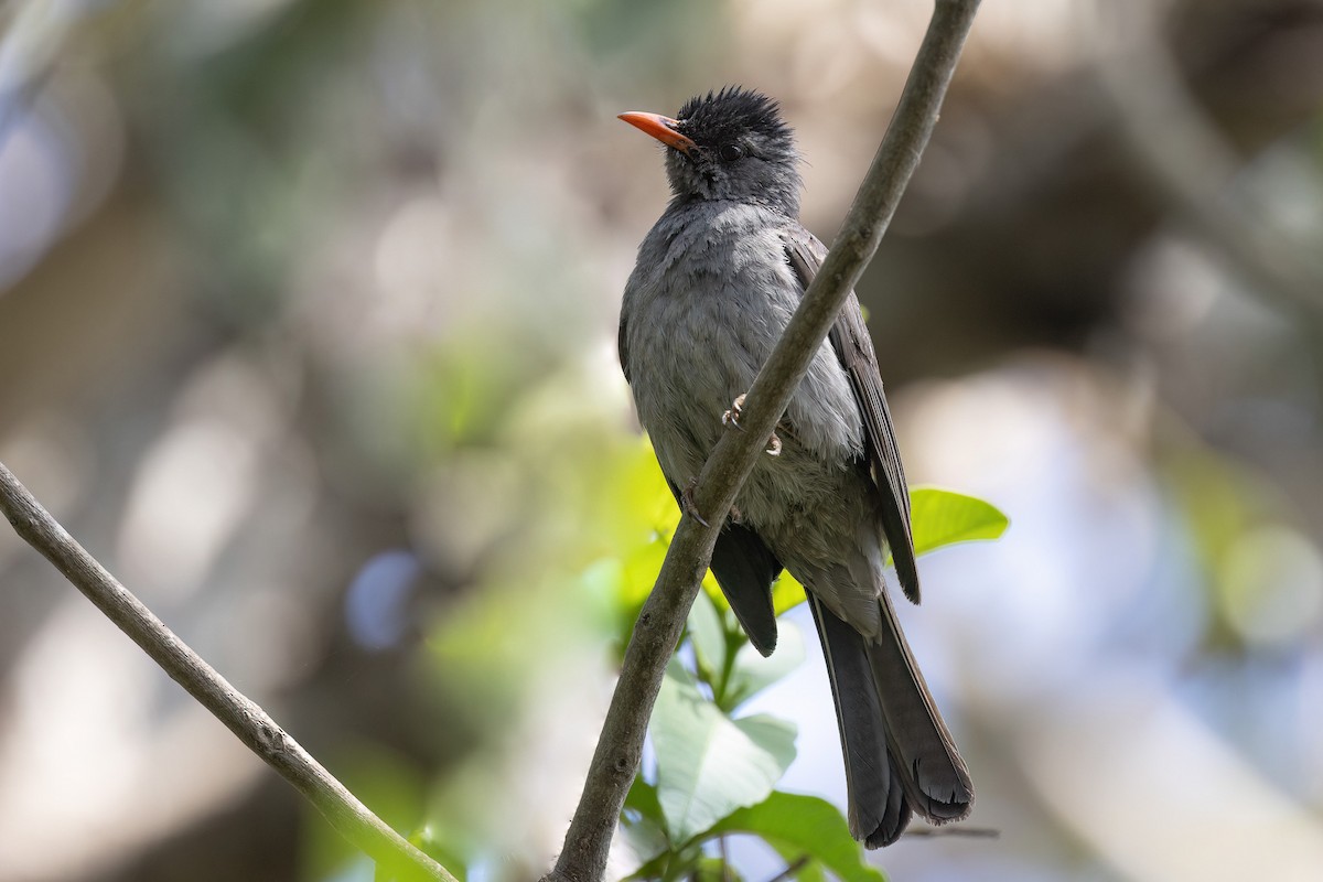 Malagasy Bulbul - Chris Venetz | Ornis Birding Expeditions