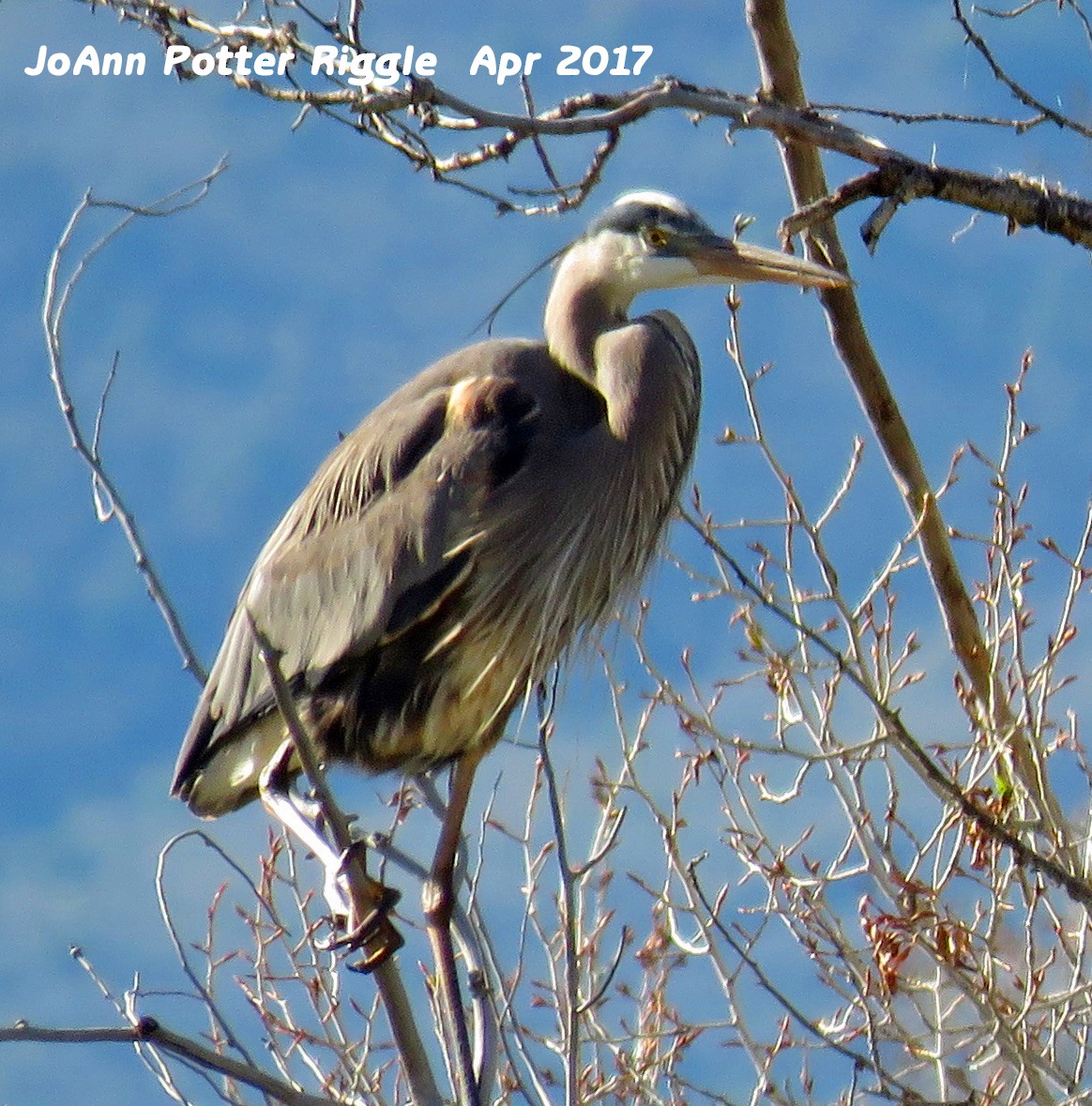 Great Blue Heron - JoAnn Potter Riggle 🦤