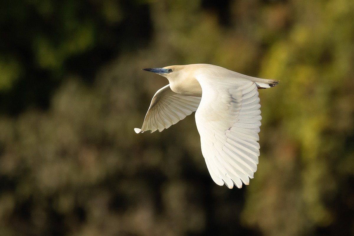 Malagasy Pond-Heron - Chris Venetz | Ornis Birding Expeditions
