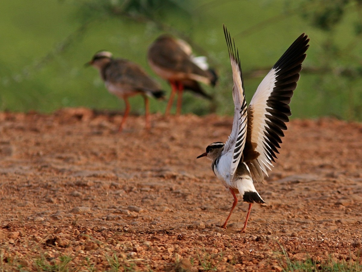 Crowned Lapwing - ML555033161