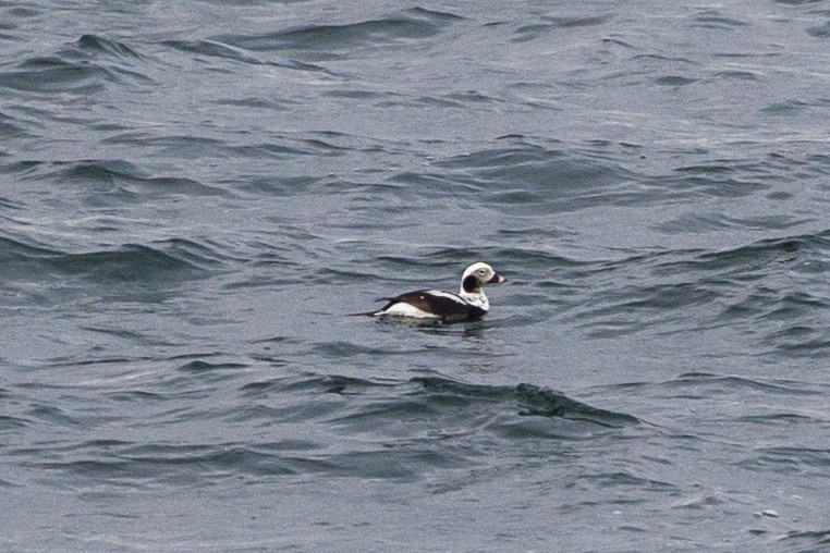Long-tailed Duck - ML555035161