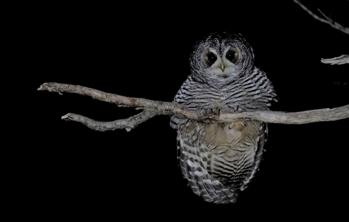 Rufous-legged Owl - ML555035371