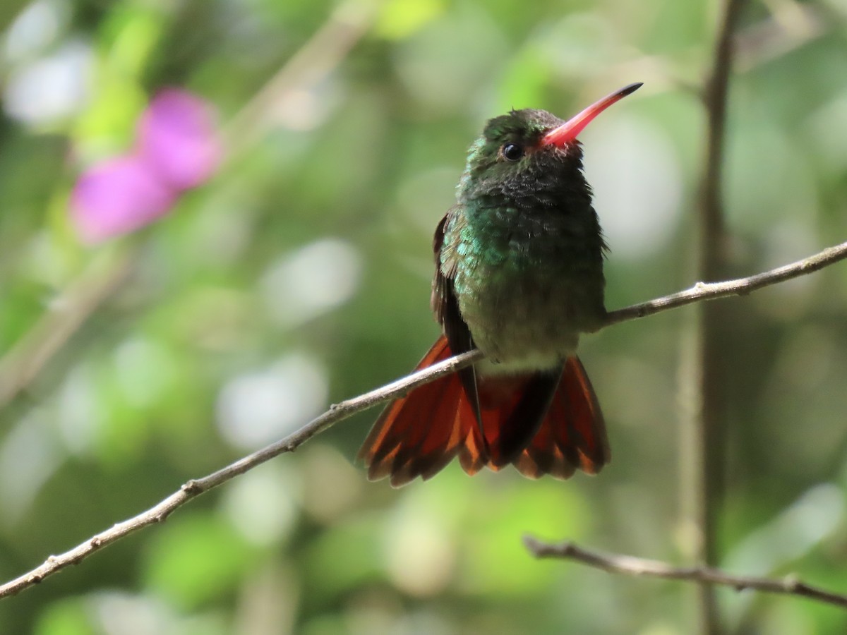 Rufous-tailed Hummingbird - ML555036751